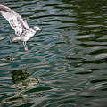 Seagull